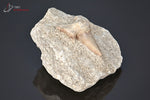 Dent de requin fossile Lamna Otudus sur gangue - Maroc - fossiles 5,1 cm / 41g / AM798 - Vignette | 1001 minéraux