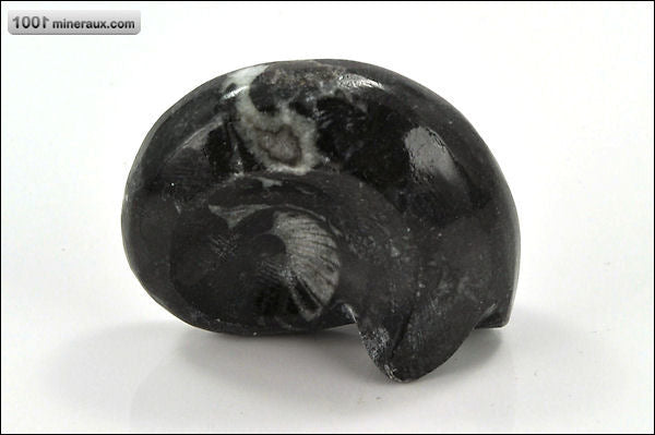 Fossile de goniatite polie du Maroc