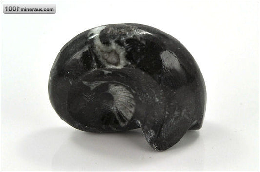 Fossile de goniatite polie du Maroc