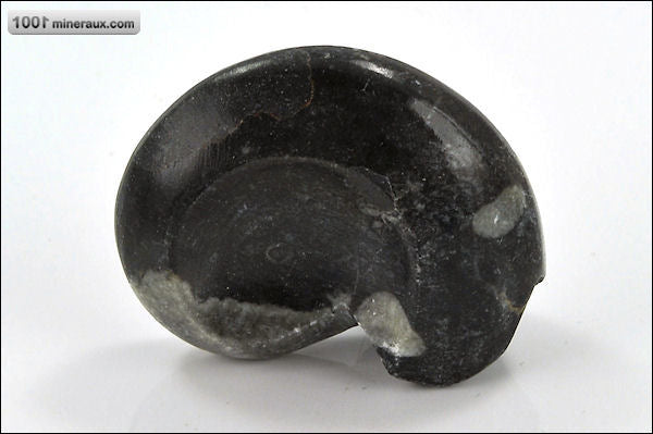 Fossile de goniatite polie du Maroc