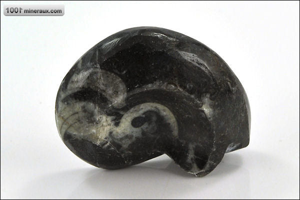 Fossile de goniatite polie du Maroc
