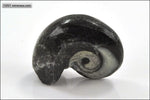 Goniatite polie - Maroc - fossiles 4,5 cm / 35g / AM982 - Vignette | 1001 minéraux