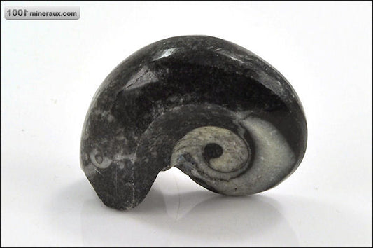 Fossile de goniatite polie du Maroc