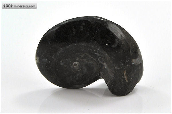 Fossile de goniatite polie du Maroc