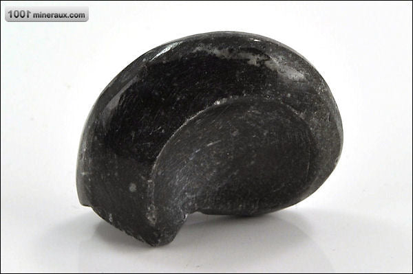 Fossile de goniatite polie du Maroc