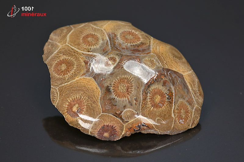 Fossile de corail poli marron du Maroc