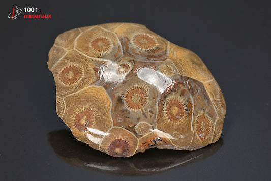 Fossile de corail poli marron du Maroc