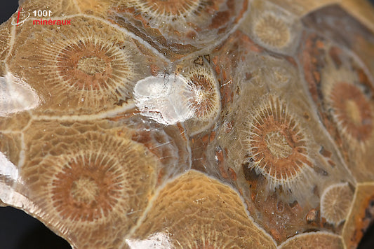 Fossile de corail poli marron du Maroc