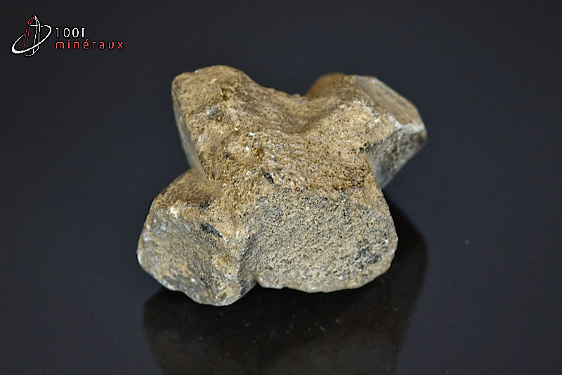 Minéral de staurotide cristallisée de France