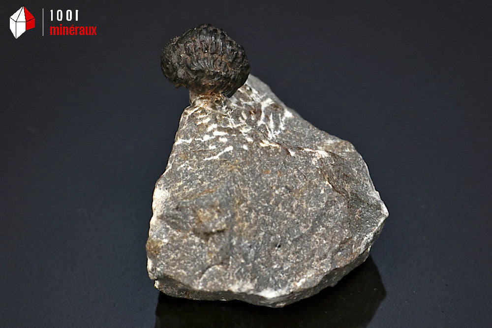 Trilobite_fossile