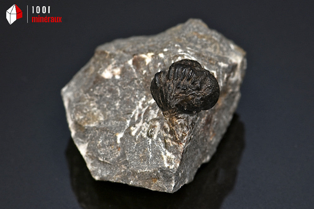 Trilobite_fossile