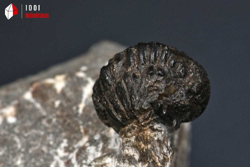 Trilobite_fossile