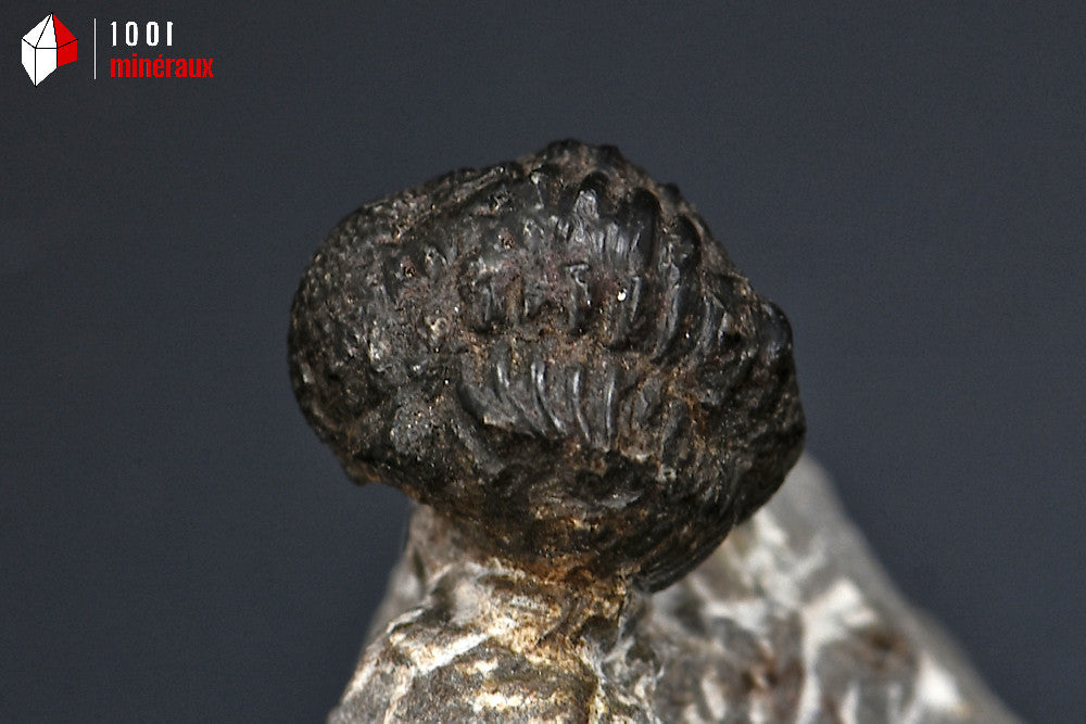 Trilobite_fossile
