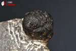 Trilobite Phacops - Maroc - Fossiles 5 cm / 70g / AP678 - Vignette | 1001 minéraux