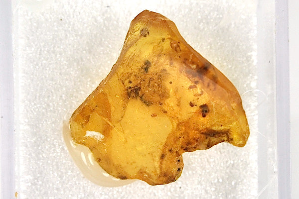 Copal_fossile_insecte