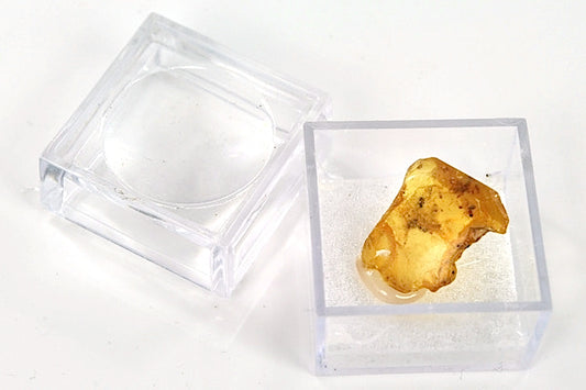 Copal_fossile_insecte