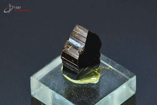 Minéral cristallisé de dravite ou tourmaline brune de Madagascar