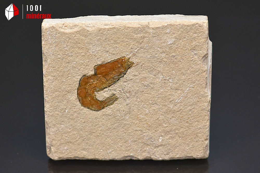 Fossile de crevette du Liban