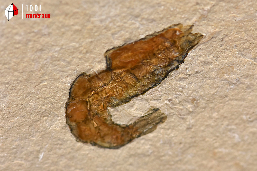 Fossile de crevette du Liban