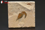 Crevette Carpopenaeus callirostris - Liban - fossile 6,7 cm / 149g / AR547 - Vignette | 1001 minéraux
