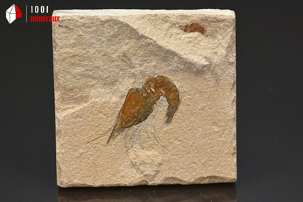 Fossile de crevette du Liban