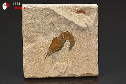 Fossile de crevette du Liban