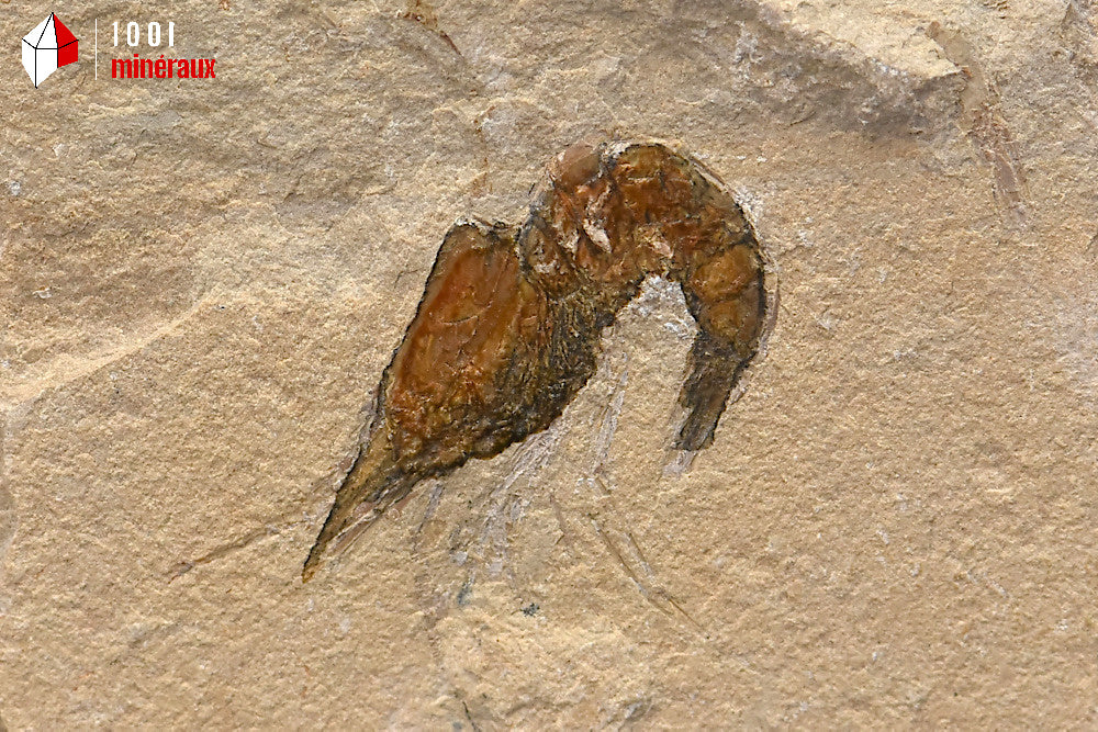 Fossile de crevette du Liban