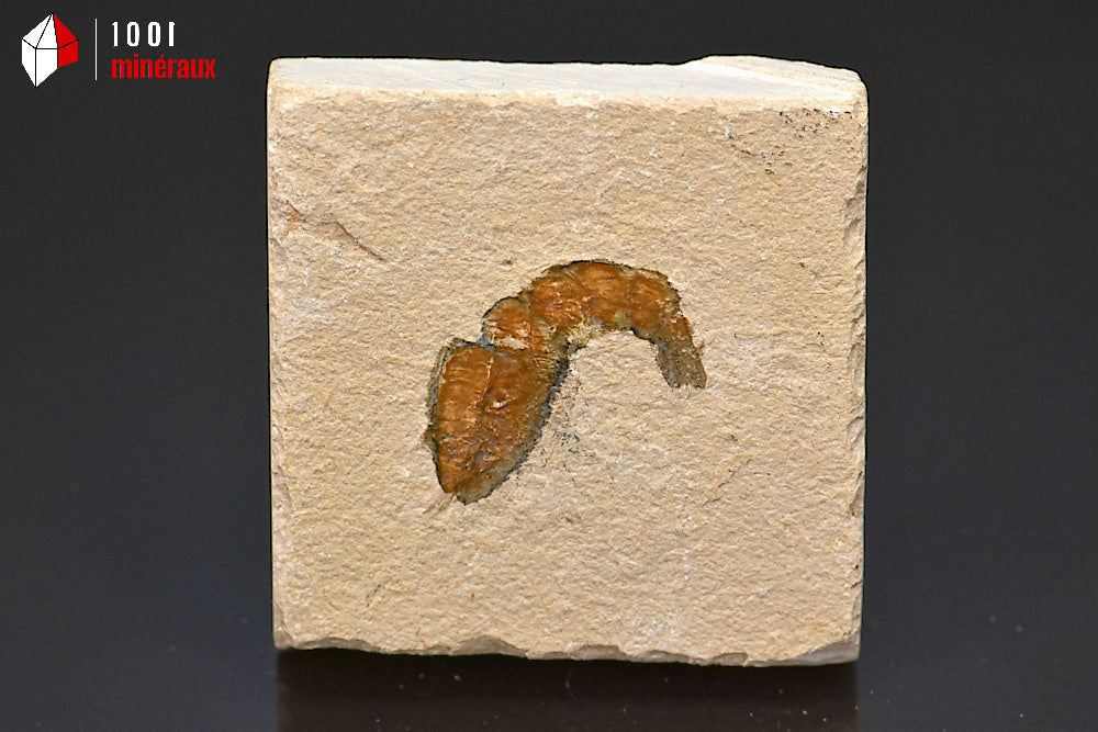 Fossile de crevette du Liban