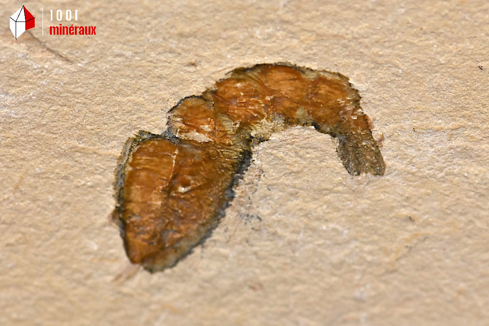 Fossile de crevette du Liban