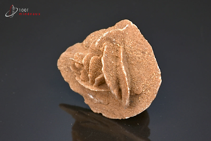 Minéral cristallisé de rose des sables d'Algérie