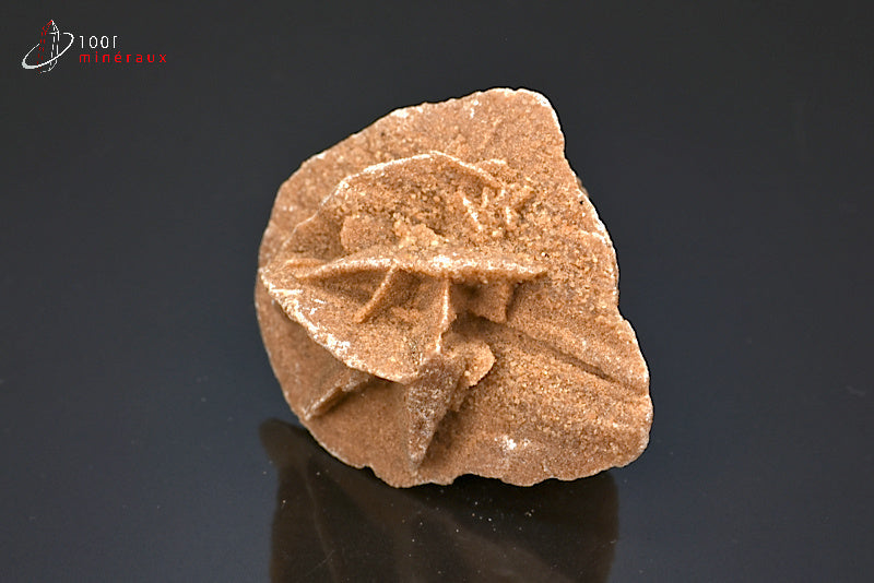 Minéral cristallisé de rose des sables d'Algérie
