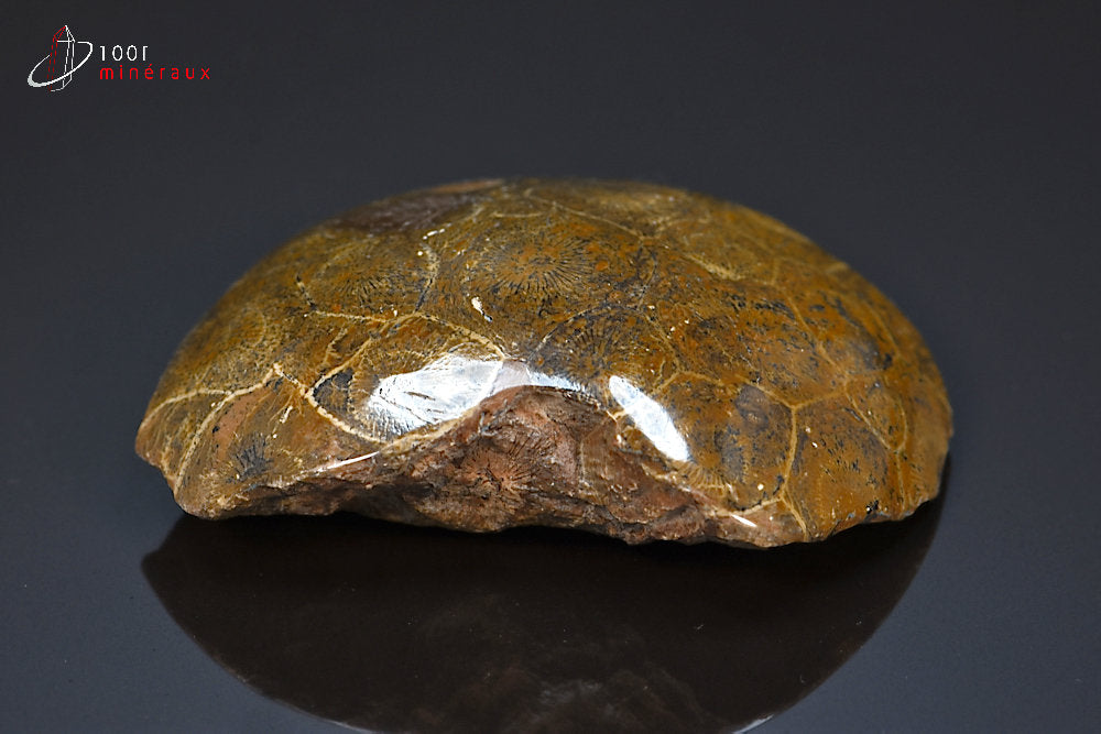 Fossile de corail poli marron du Maroc