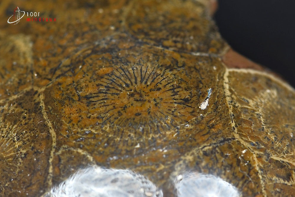 Fossile de corail poli marron du Maroc