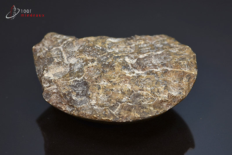 Fossile de corail poli marron du Maroc