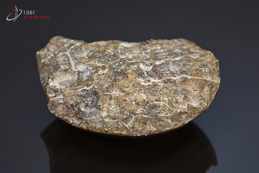 Fossile de corail poli marron du Maroc