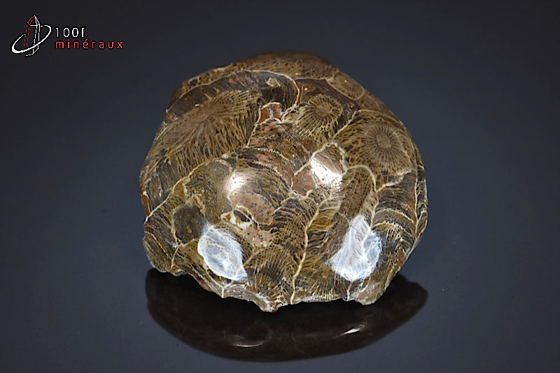 Fossile de corail poli marron du Maroc