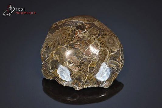 Fossile de corail poli marron du Maroc