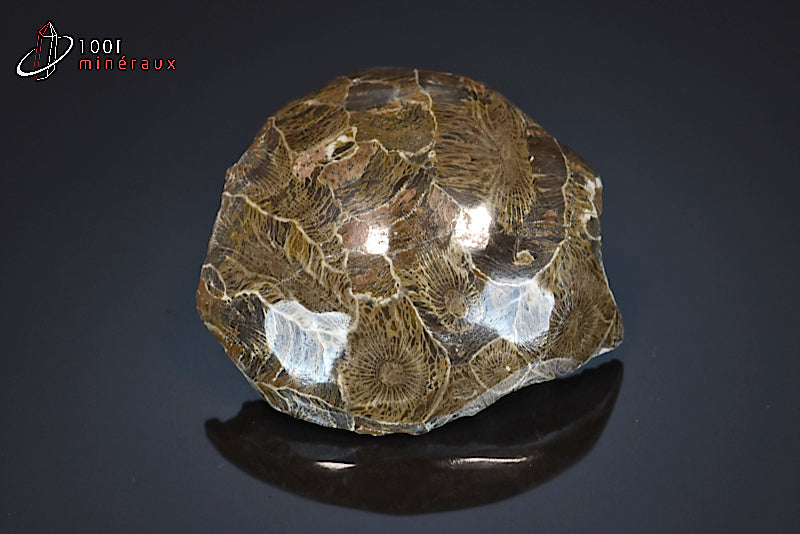 Fossile de corail poli marron du Maroc