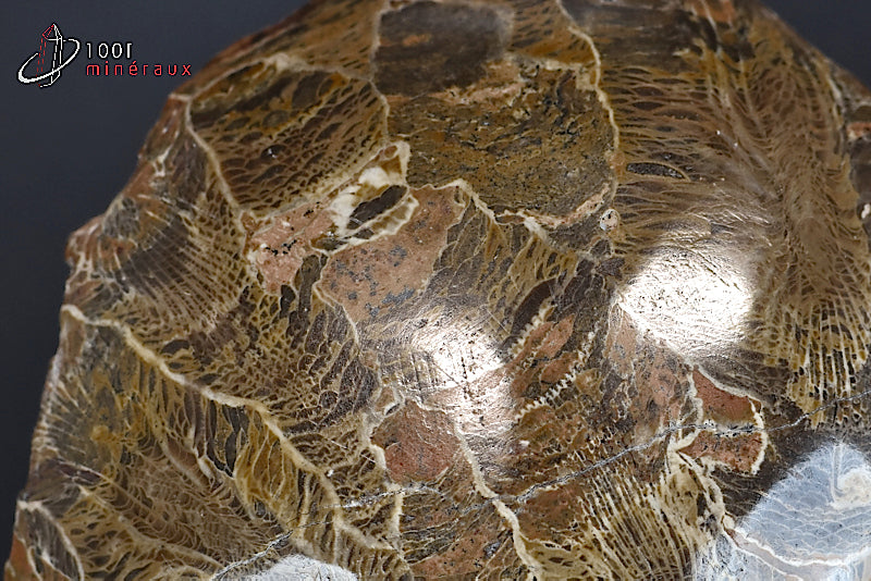 Fossile de corail poli marron du Maroc