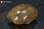 Corail fossile poli du Maroc (face polie et face brute, cellules de polypiers) - 175 g / AW225 - Vignette | 1001 minéraux