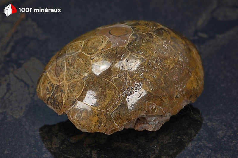 Corail fossile poli Maroc - Face polie, cellules circulaires de polypiers coloniaux - 175 g - AW225
