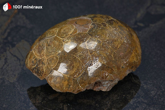 Corail fossile poli Maroc - Face polie, cellules circulaires de polypiers coloniaux - 175 g - AW225
