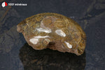 Corail fossile poli du Maroc (face polie et face brute, cellules de polypiers) - 175 g / AW225 - Vignette | 1001 minéraux