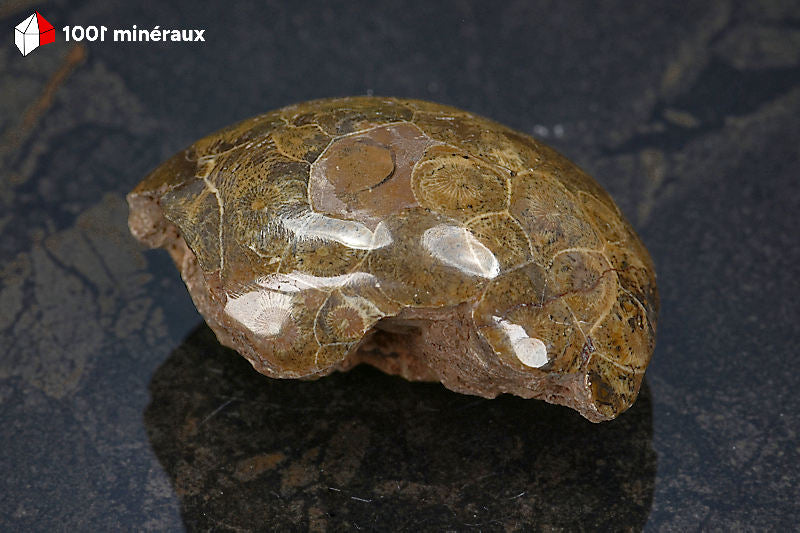 Corail fossile poli Maroc - Face naturelle de profil montrant le dessous brut contrastant avec la face polie - 175 g
