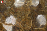 Corail fossile poli du Maroc (face polie et face brute, cellules de polypiers) - 175 g / AW225 - Vignette | 1001 minéraux