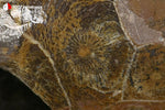 Corail fossile poli du Maroc (face polie et face brute, cellules de polypiers) - 175 g / AW225 - Vignette | 1001 minéraux