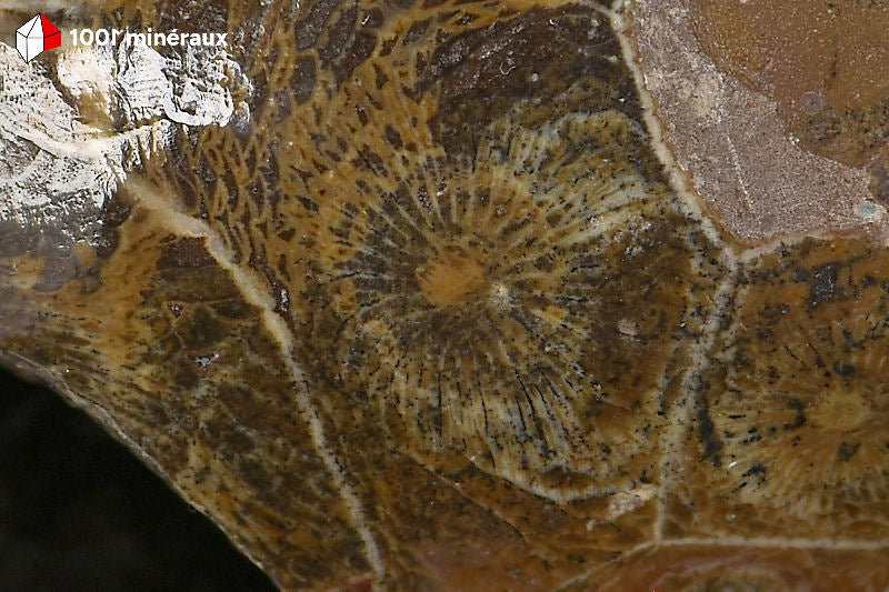 Corail fossile poli Maroc - Détail du réseau dense de cellules coralliennes en coupe polie - 175 g
