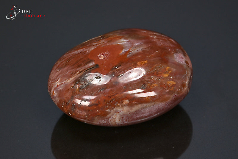 Fossile poli de bois fossilisé rouge de Madagascar