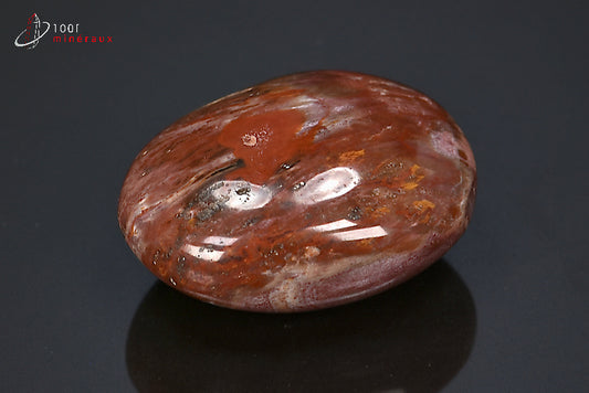 Fossile poli de bois fossilisé rouge de Madagascar