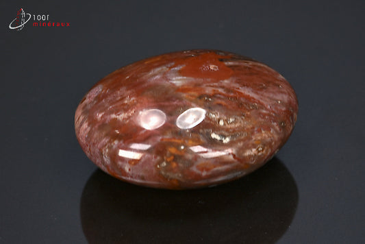 Fossile poli de bois fossilisé rouge de Madagascar